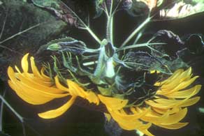 Inflorescencia de girasol deforme