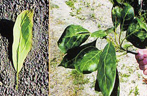 Avocado Leaves Twisted