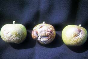 Manzanas agrietadas, y frutos marrones y deformes