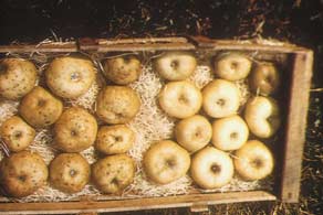 Fruto con deficiencia de boro a la izquierda, fruto regular a la derecha.