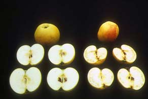 Comparación del interior de manzanas deficientes y sanas
