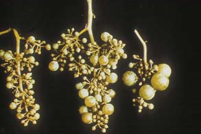 Fallas en la fructificación de las uvas