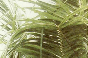 Fronda ciega en hojas de aceite de palma.