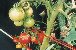 Deficiencia de boro en la planta de tomate
