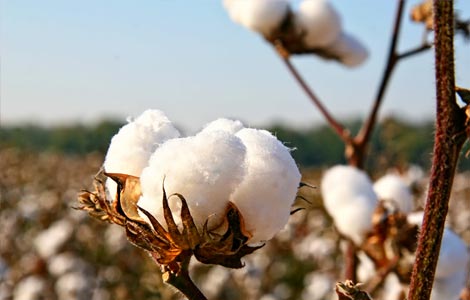 Algodón: Aplicaciones de boro para un mejor rendimiento del algodón