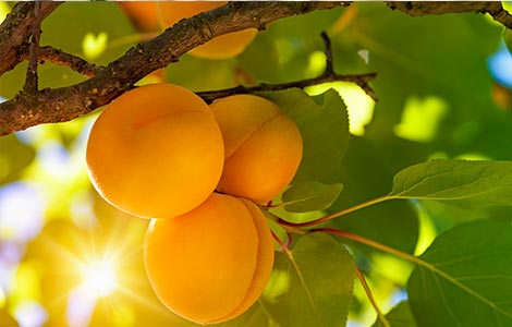 Árboles frutales: Pulverizaciones foliares de nutrientes en árboles frutales