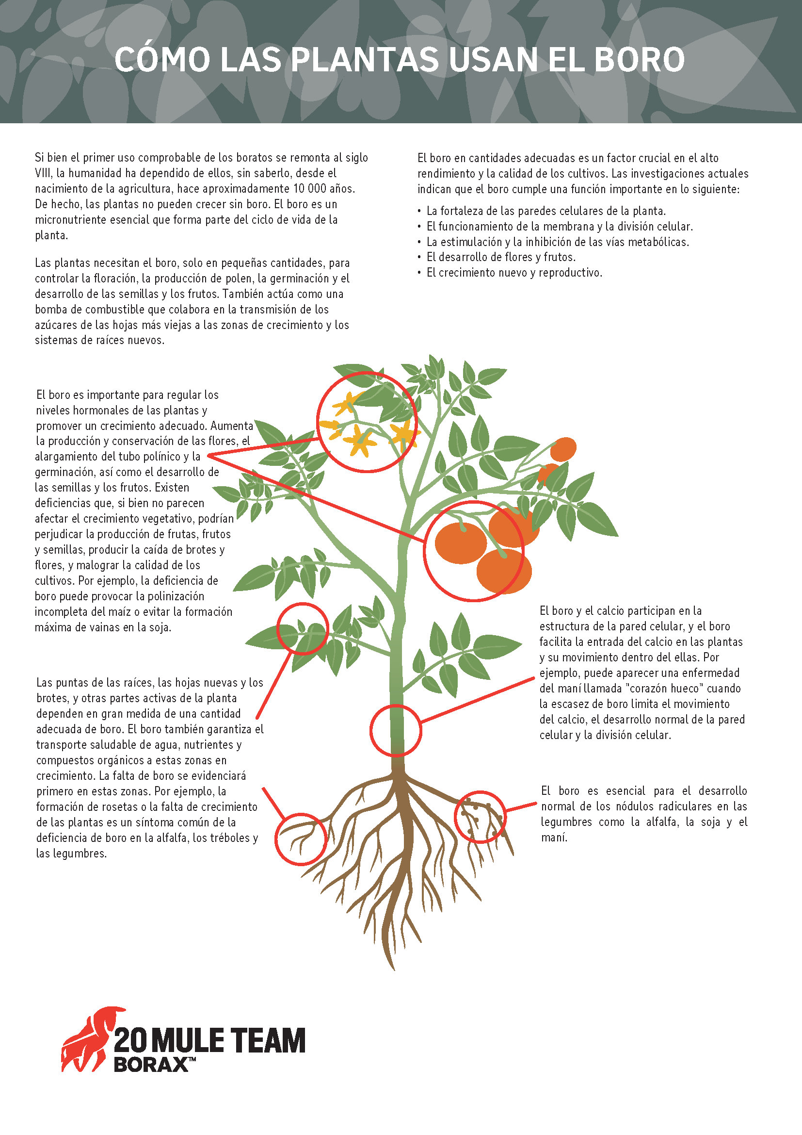 Un diagrama de cómo las plantas usan el boro